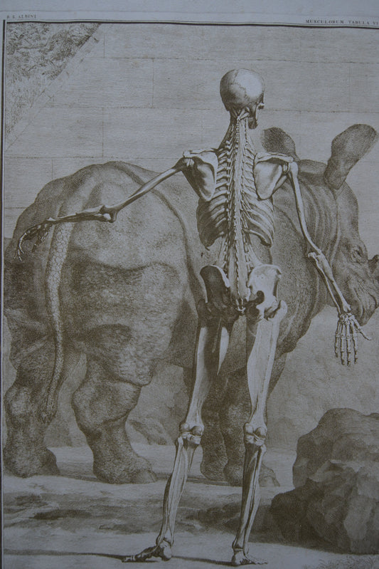 Framed Musculorum Tabula VIII Print