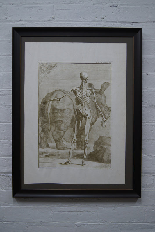 Framed Musculorum Tabula VIII Print