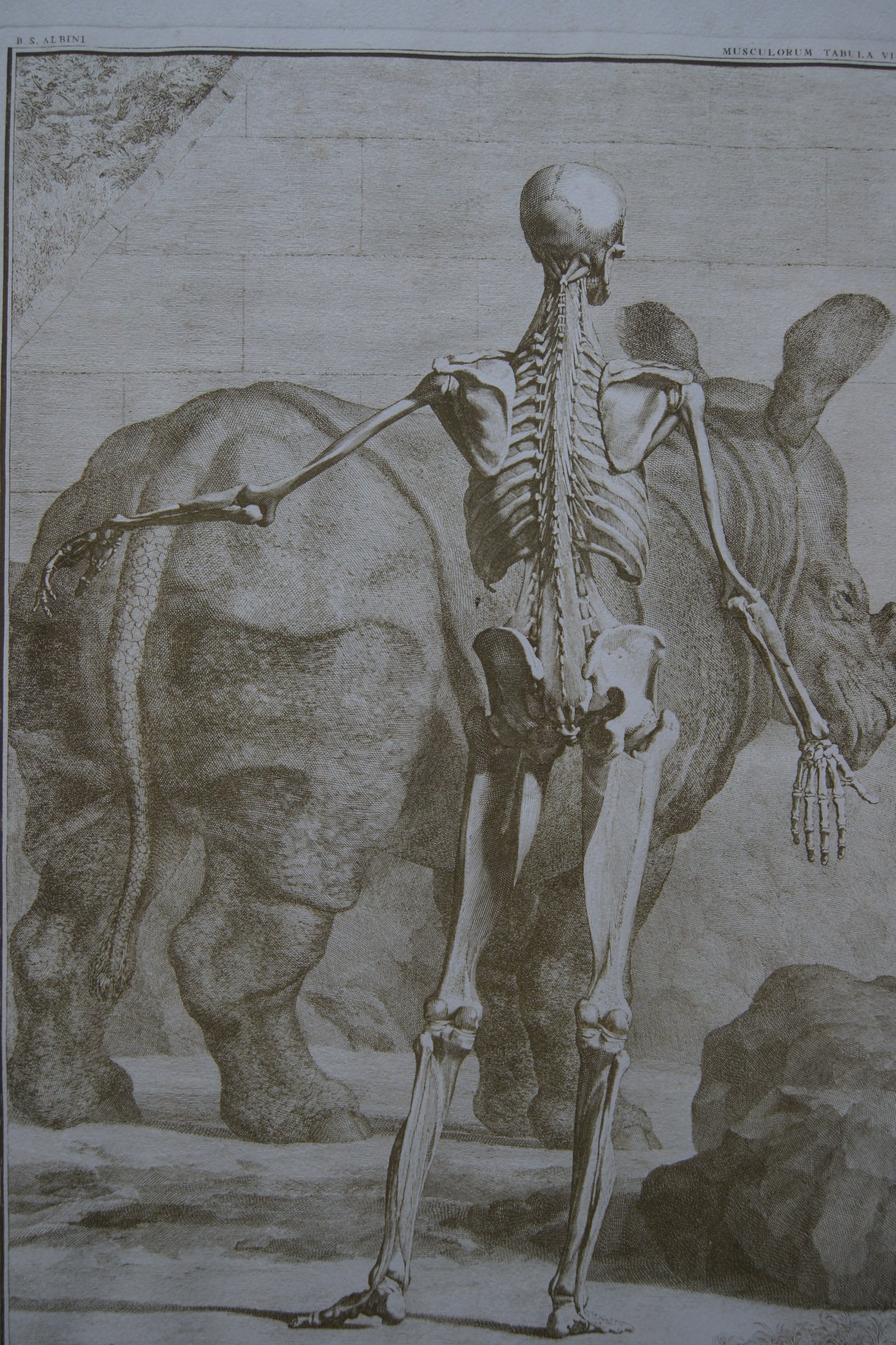 Framed Musculorum Tabula VIII Print