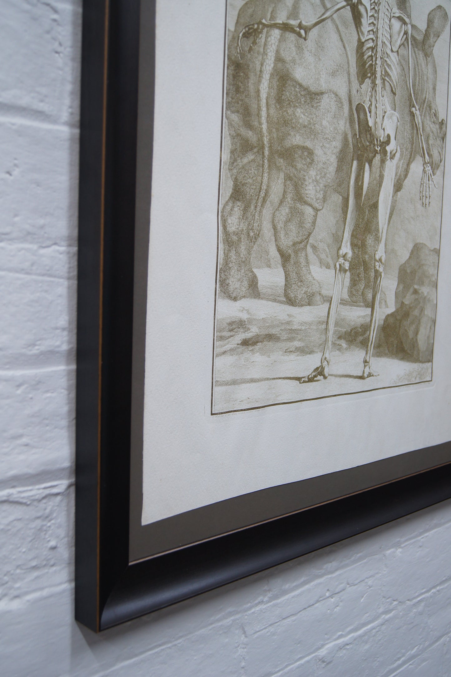 Framed Musculorum Tabula VIII Print