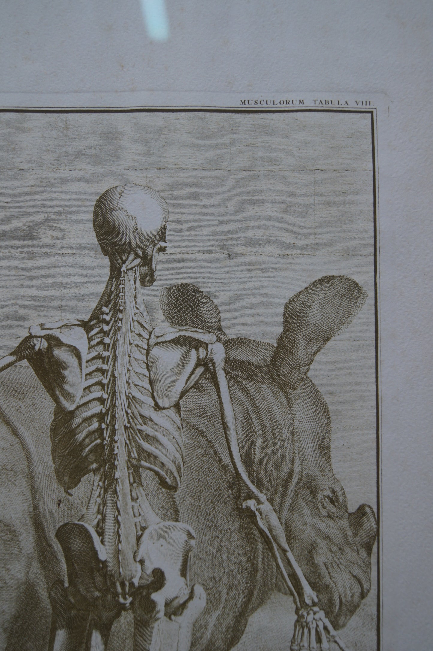 Framed Musculorum Tabula VIII Print