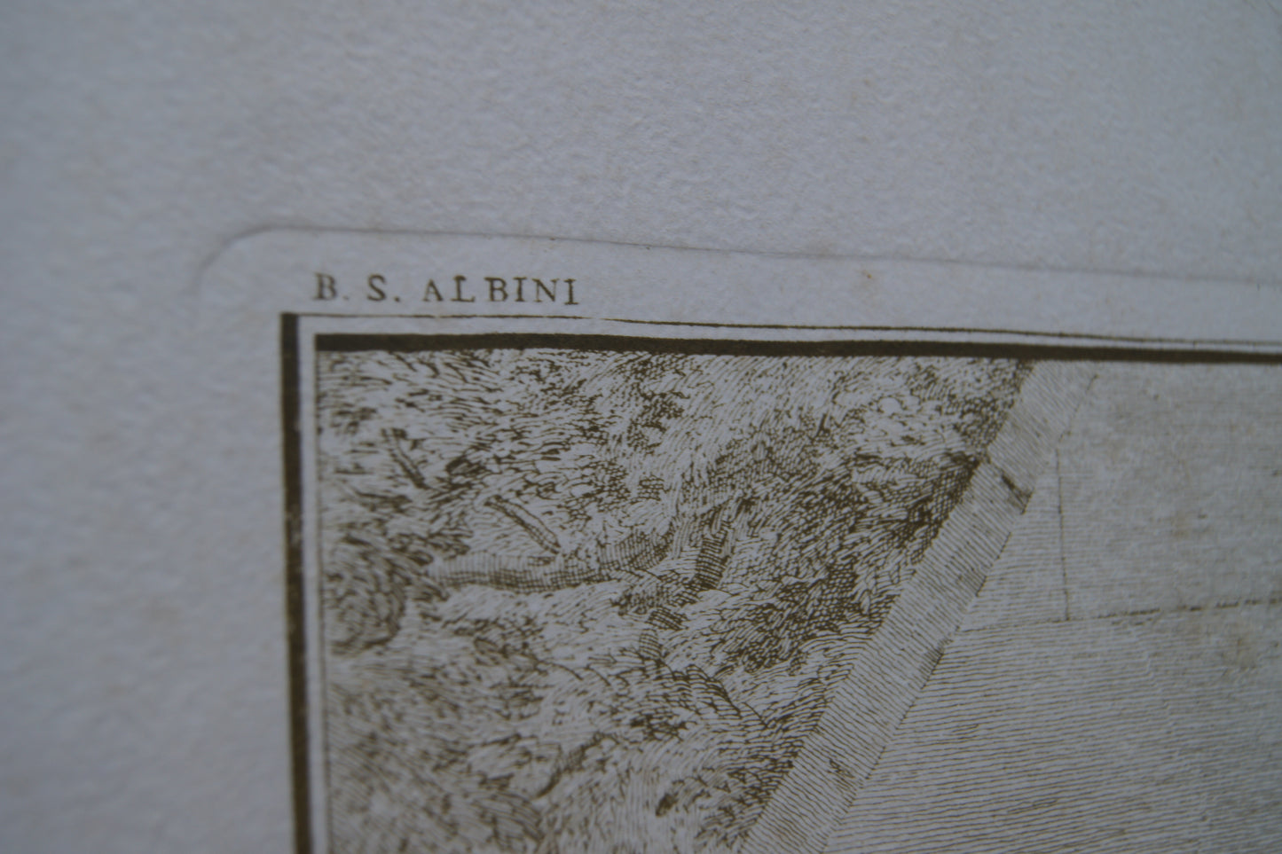 Framed Musculorum Tabula VIII Print
