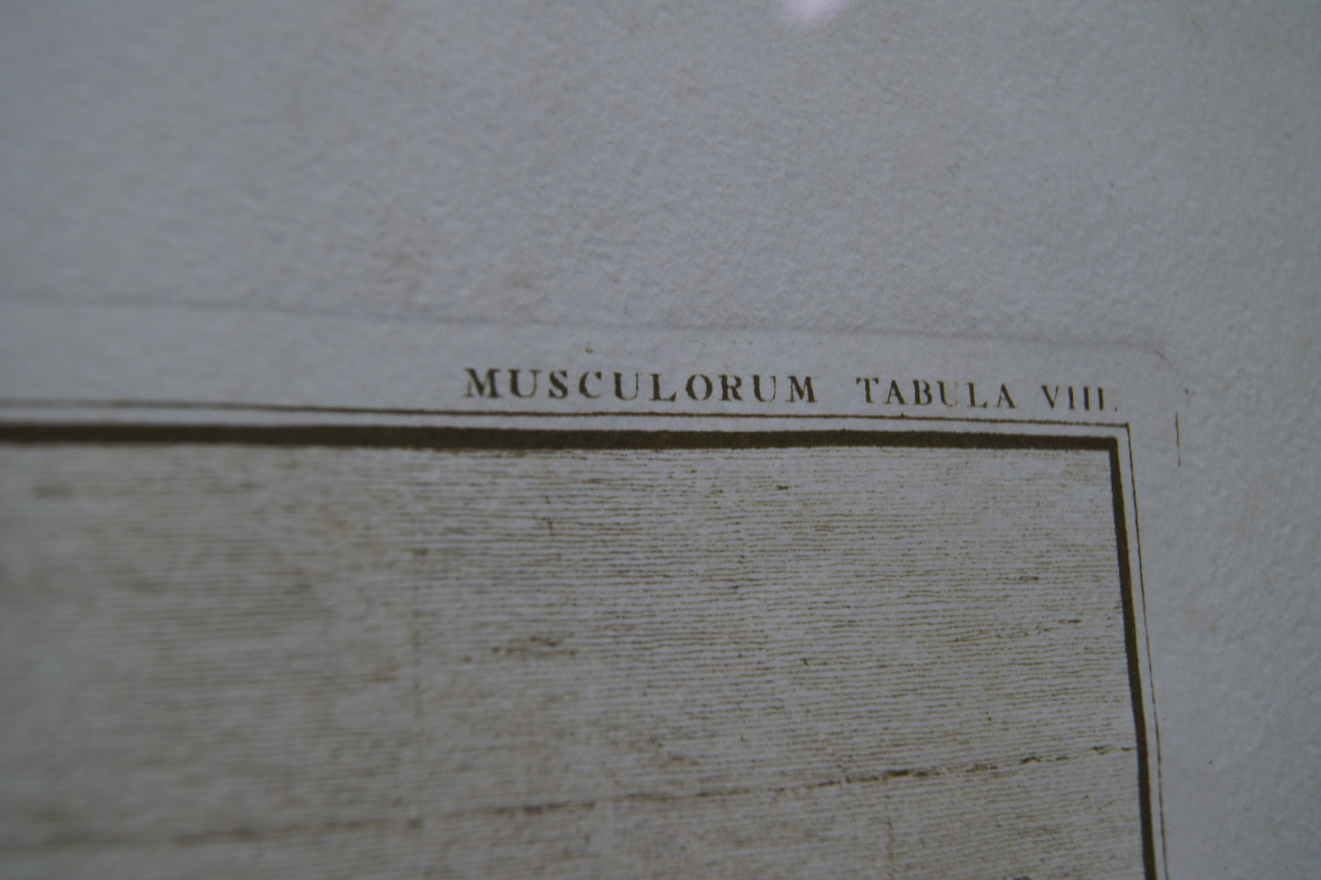 Framed Musculorum Tabula VIII Print