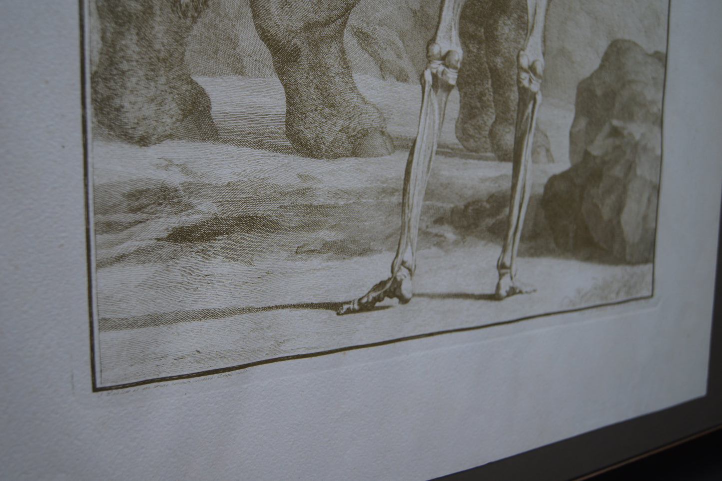 Framed Musculorum Tabula VIII Print