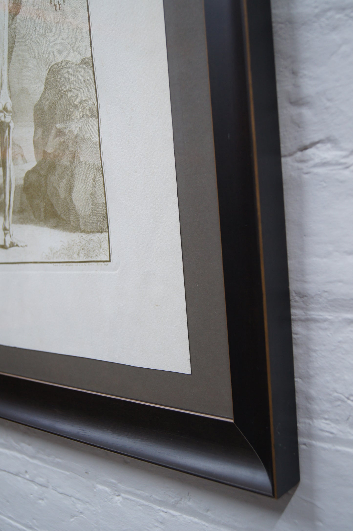 Framed Musculorum Tabula VIII Print