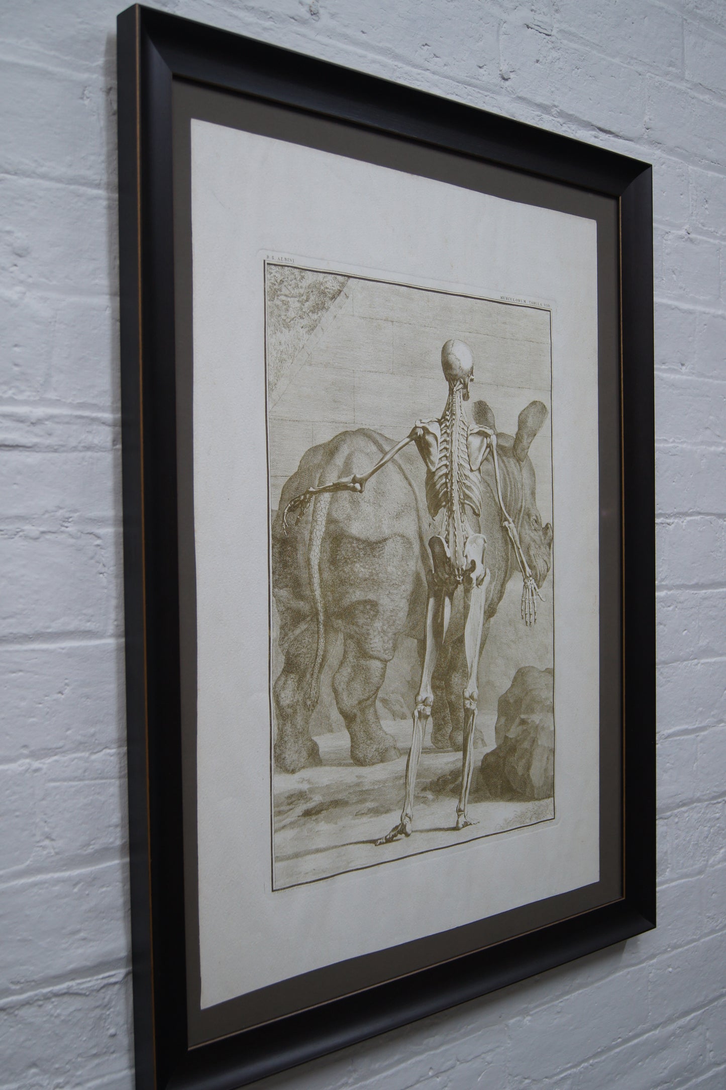 Framed Musculorum Tabula VIII Print