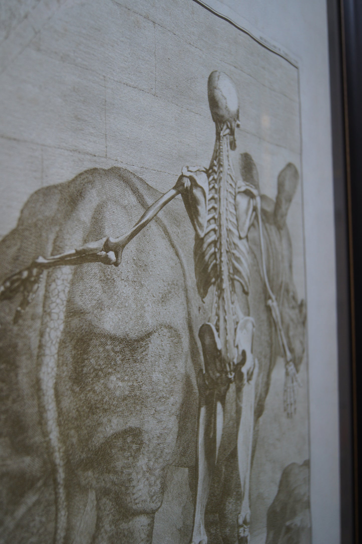 Framed Musculorum Tabula VIII Print